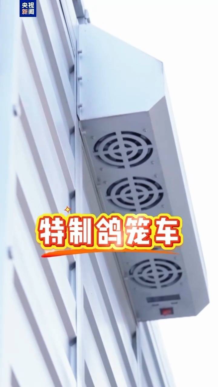 广场放飞8万只和平鸽 它们从哪来到哪去？