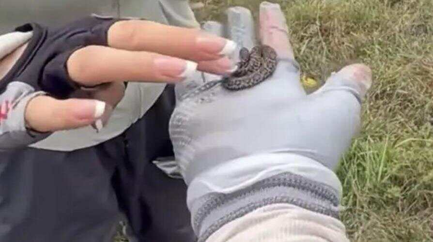 驴友爬山捡幼蛇轮流抚摸，专家：是短尾蝮蛇，毒性强，严重可导致死亡！